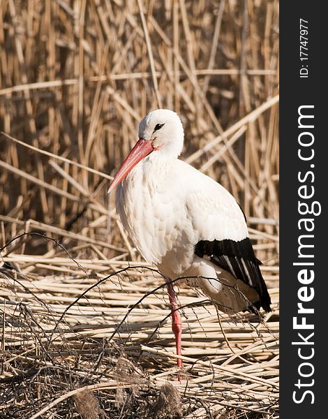 White Stork in reed site in springtime