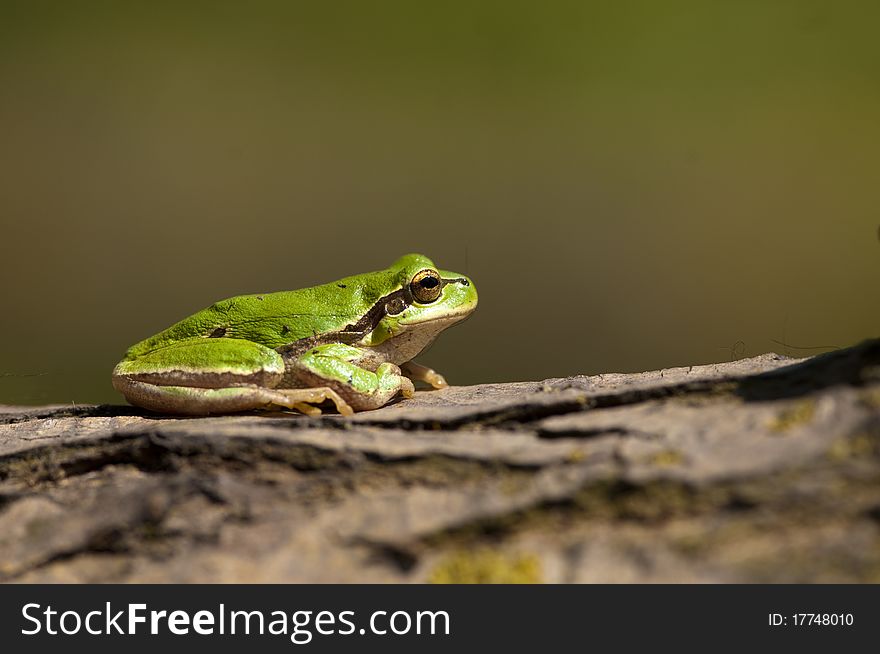 Green Tree Frog on a branch