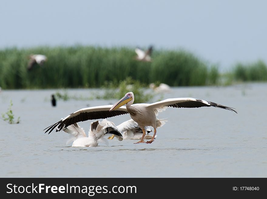 White Pelican landing on water