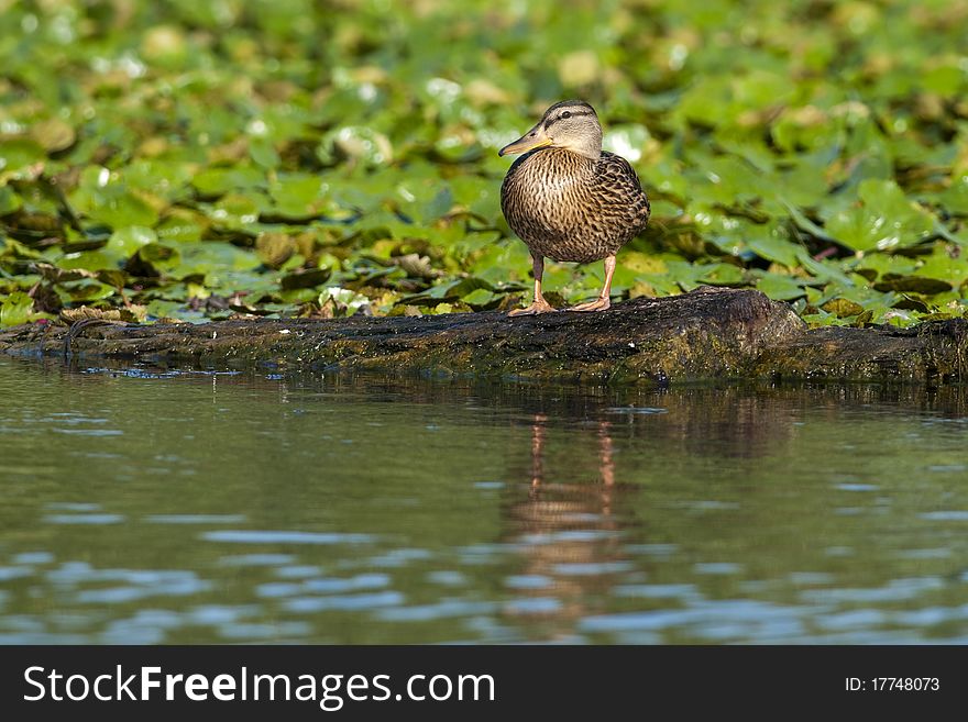 Mallard Duck Female in Danube Delta