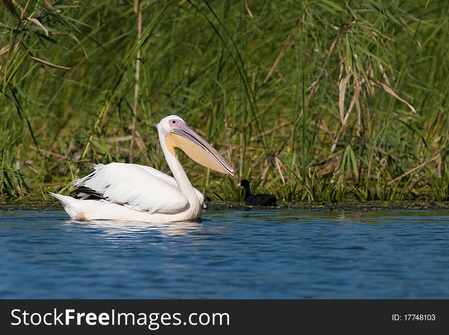 White Pelican (Pelecanus onocrotalus)