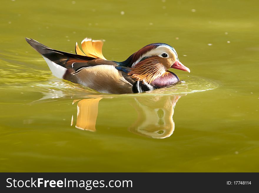 Mandarin Duck Drake on water in summer
