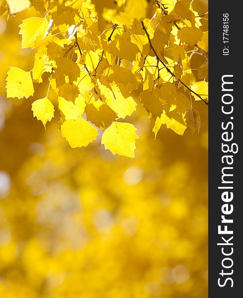 Yellow leaves background