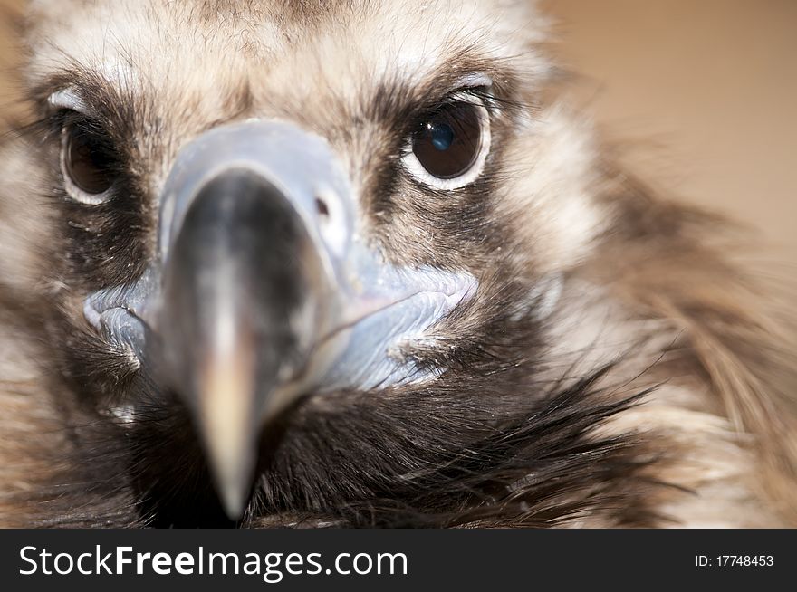 Griffon Vulture (Gyps fulvus) Portrait. Griffon Vulture (Gyps fulvus) Portrait