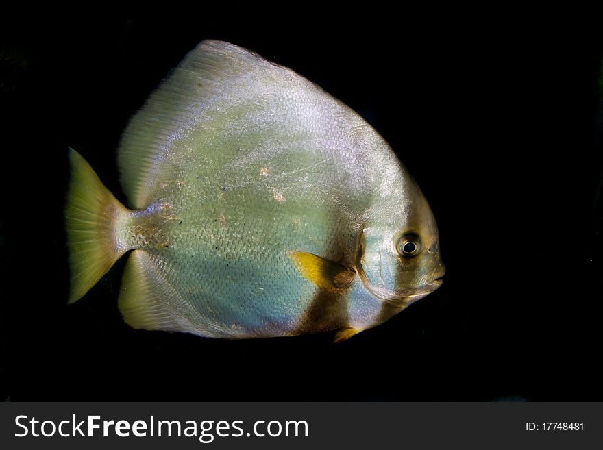 Orbicular Batfish (Platax orbicularis) in Aquarium