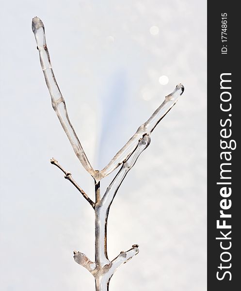 Ice covered tree branch