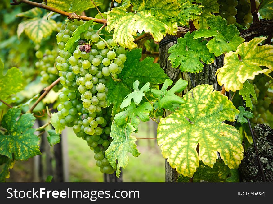 White Grapes On A Branch
