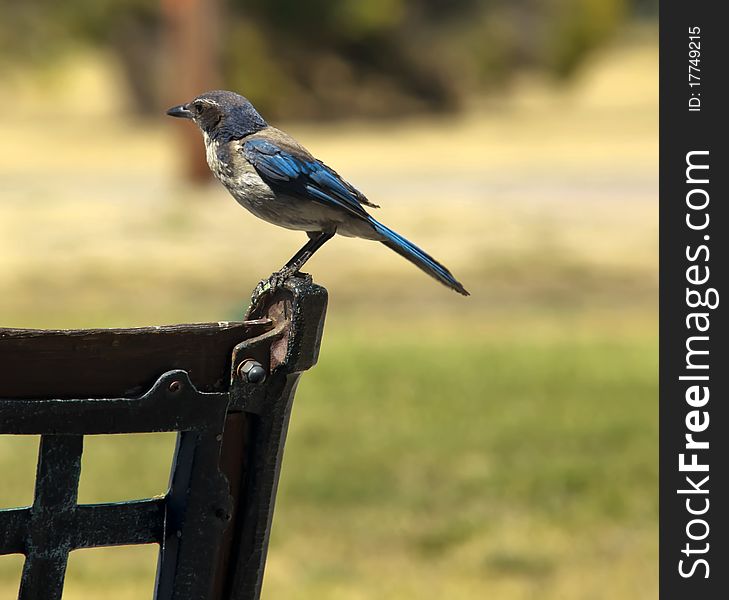 Blue Jay resting at a bench