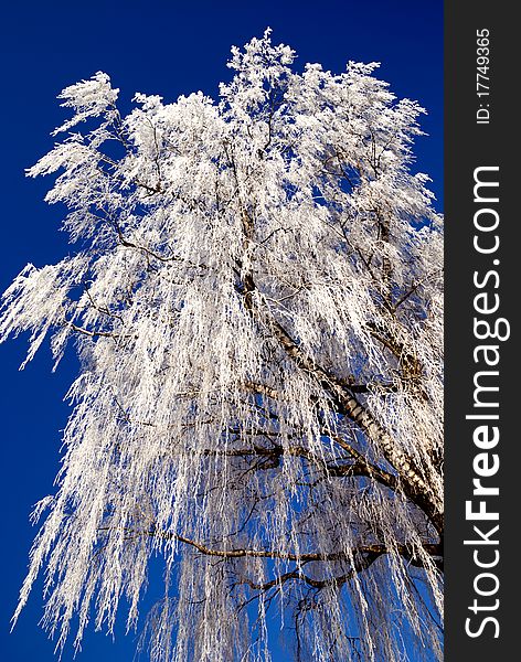 Frost on trees in austrian winter