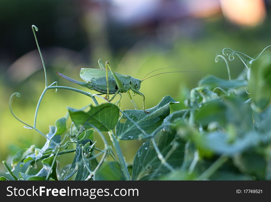 Big grasshopper on a green leaf
