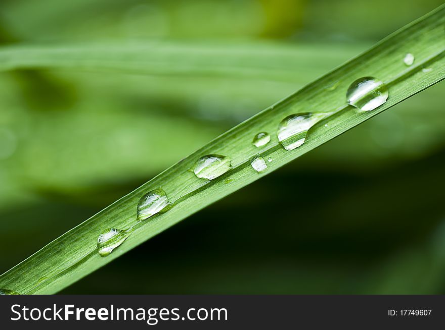 Drops on the leaf