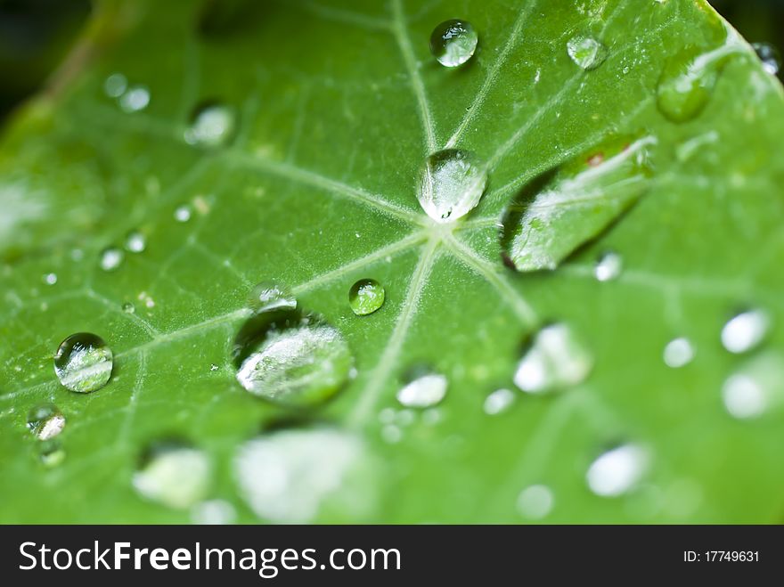 Drops on the grean leaf. Drops on the grean leaf