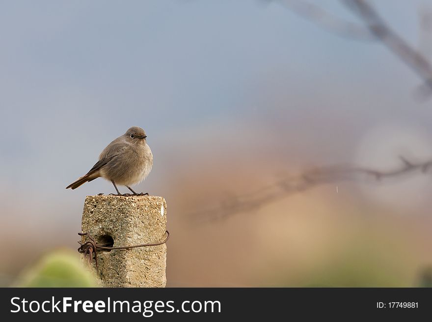 Little bird on the fence