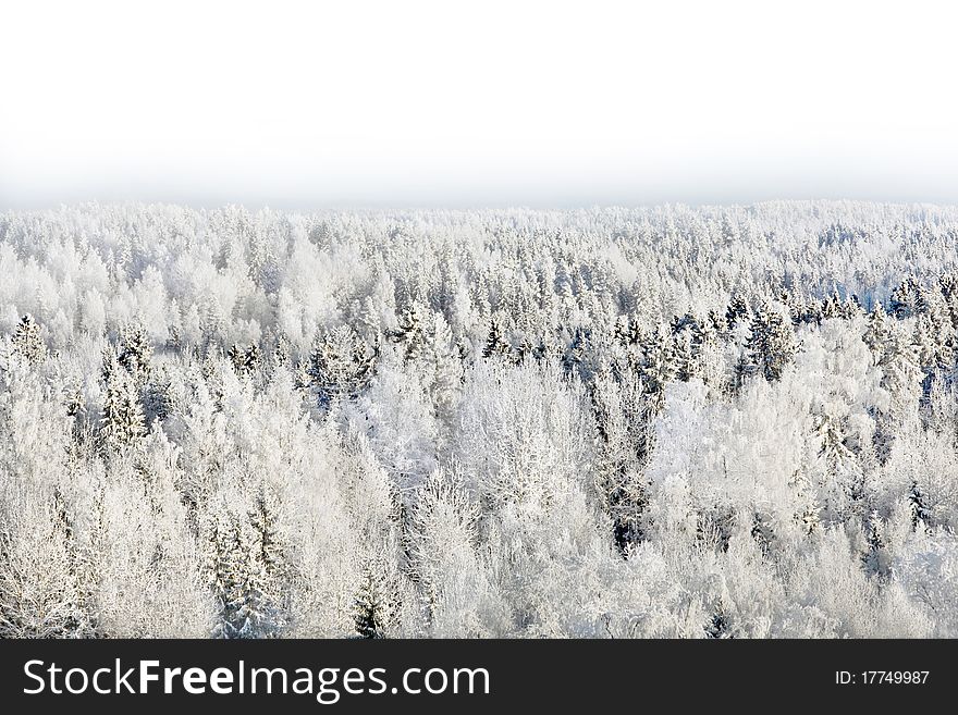 Snowy forest and pale blue sky. Snowy forest and pale blue sky