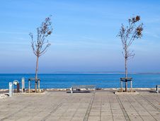 Young New Trees By The Ocean Stock Photos Young New Trees By The Ocean Stock Photos