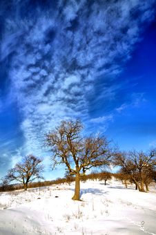Winter Trees Stock Photos Winter Trees Stock Photos
