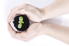 Sprout In Hands Royalty Free Stock Photo