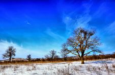 Winter Trees Royalty Free Stock Photography Winter Trees Royalty Free Stock Photography