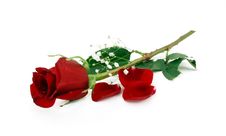 Rose Petals Royalty Free Stock Photos Rose Petals Royalty Free Stock Photos
