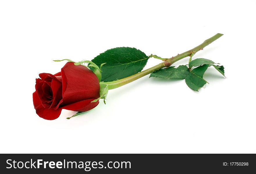 Single red rose on stem with green leaves. Single red rose on stem with green leaves