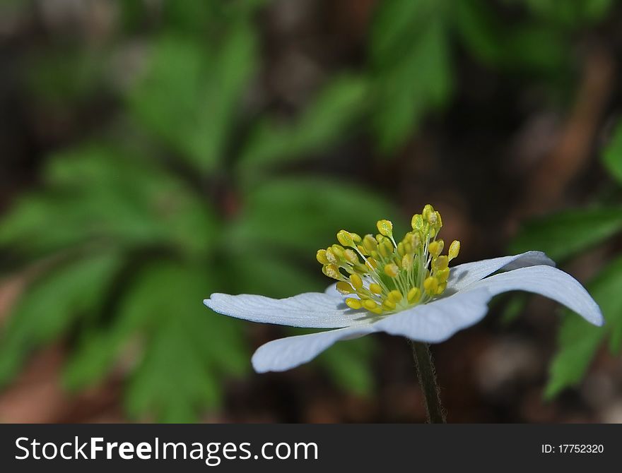 Anemone nemorosa Wood anemone beautiful white flower spring forest