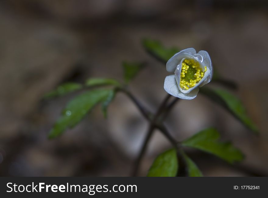 Anemone nemorosa Wood anemone beautiful white flower spring forest