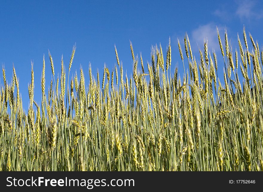 A large aera of wheat field under blue sky.