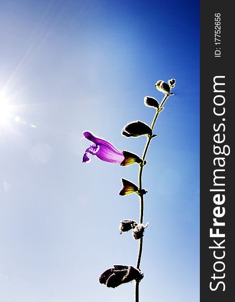 Violet horn flower against sunshine