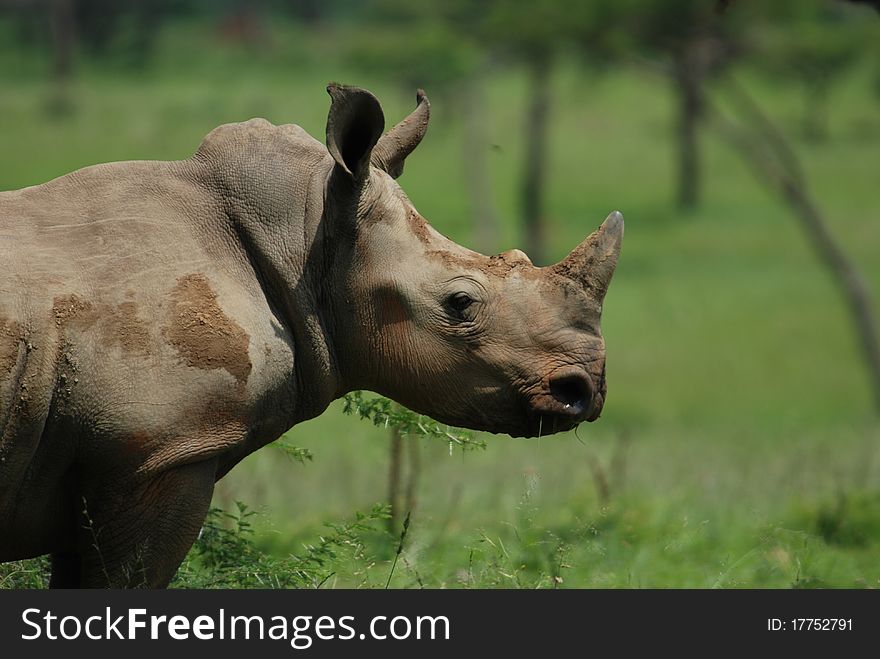 A young white rhino in its natural habitat the African bush. A young white rhino in its natural habitat the African bush