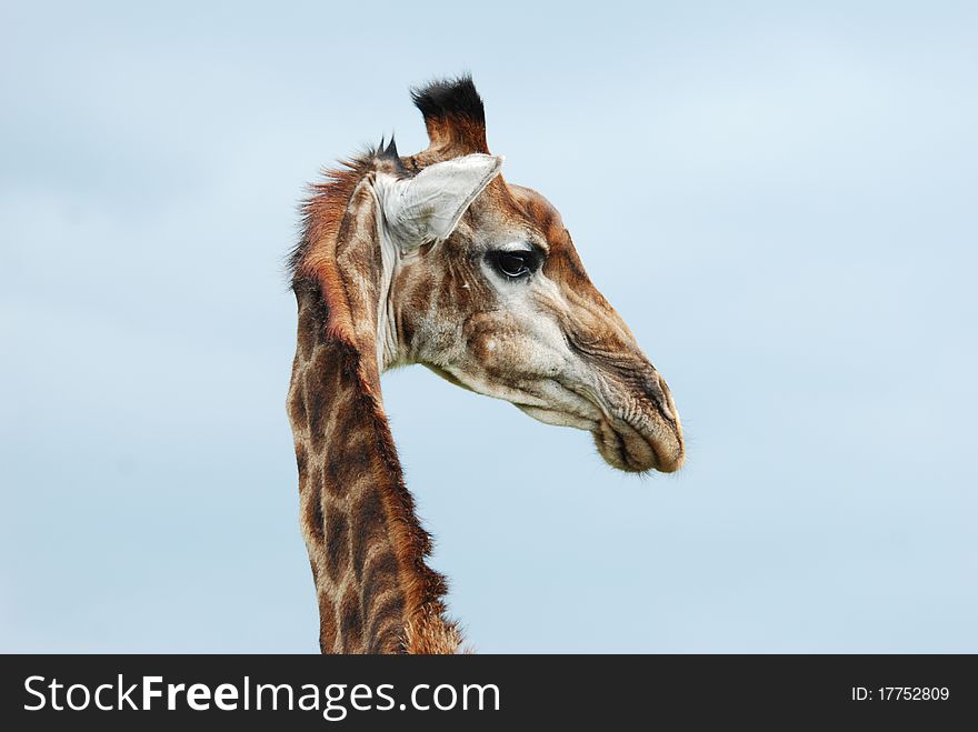 Textured Giraffe Head
