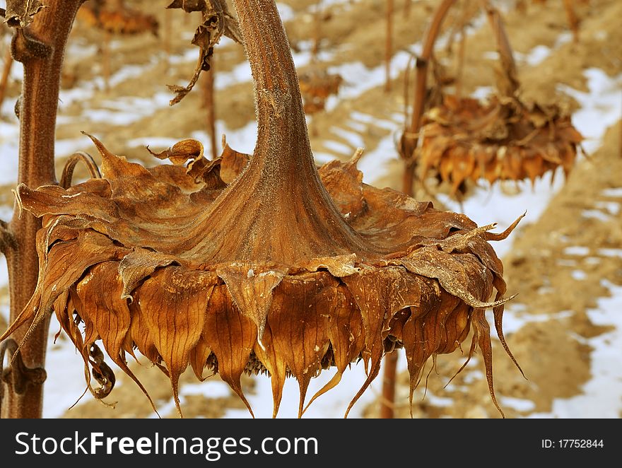 Close up image of dried sunflower in field