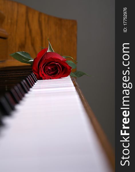 A red rose laying on the piano keys. A red rose laying on the piano keys