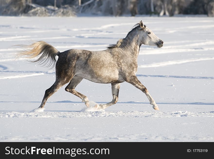 White horse runs trot in winter