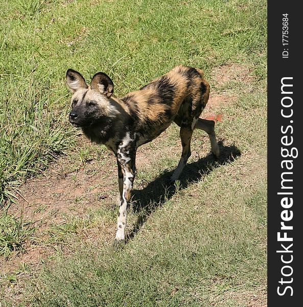 African wild dog, also called Cape hunting dog or painted dog,watching attentively