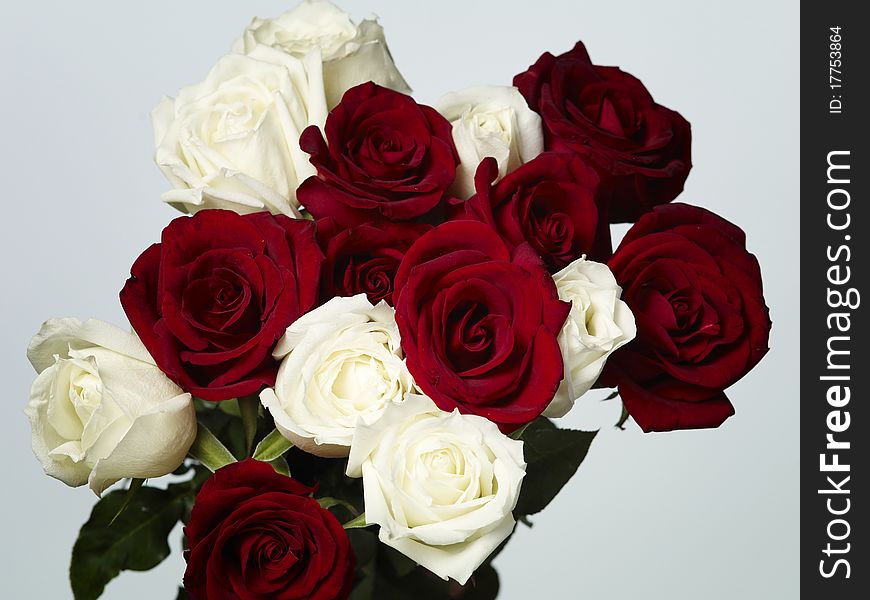 White and red roses isolated on light grey background