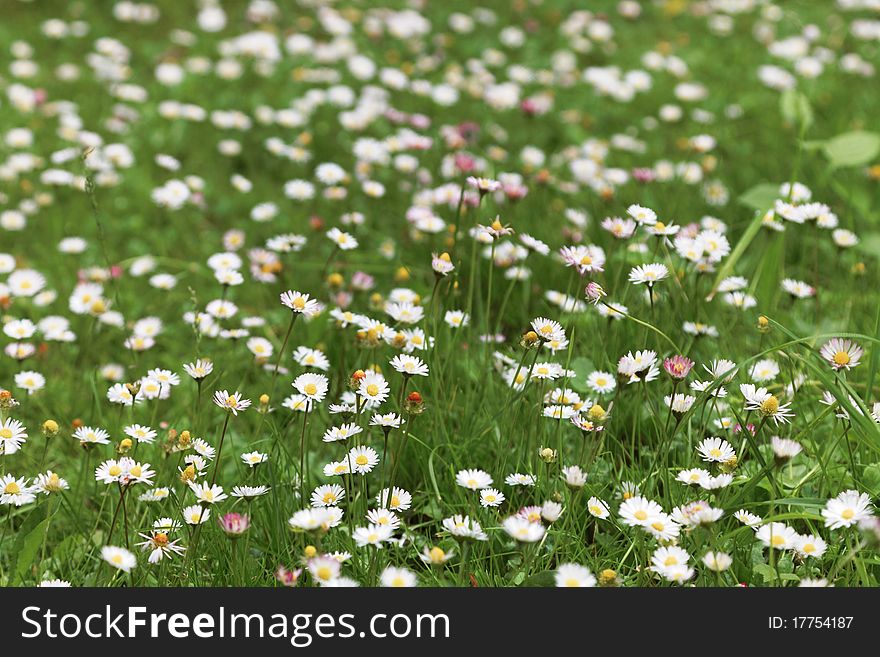 Spring Flower Daisy Meadow