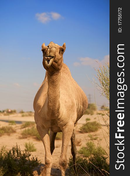 Camel in the desert alone