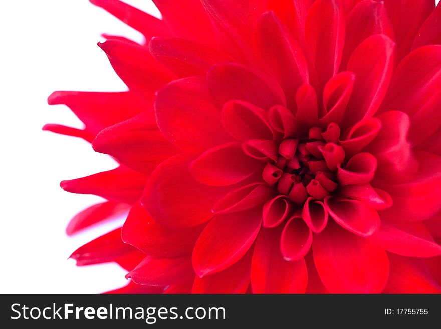 Macro view of red flower dahlia with green center isolated. Macro view of red flower dahlia with green center isolated