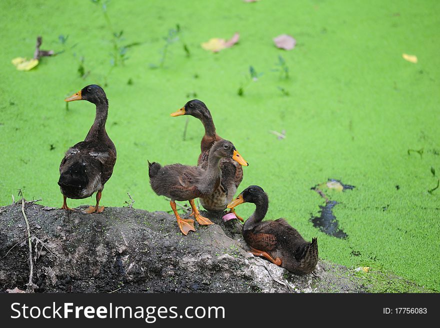 The duckling in green morass. The duckling in green morass