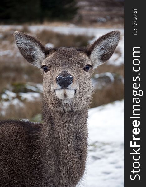 Female Deer In The Scottish Snow