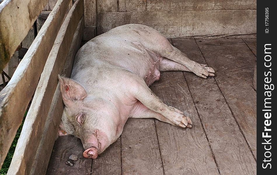 Pig Sleeping In A Pigpen
