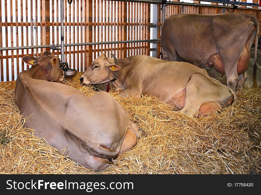 Milk cows lying in straw on a cattle exhibition OLMA 2006, St. Gallen, Switzerland.