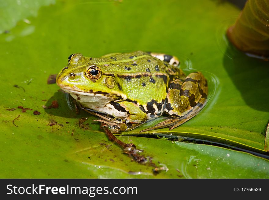 A Green Frog Sitting On The Leaf