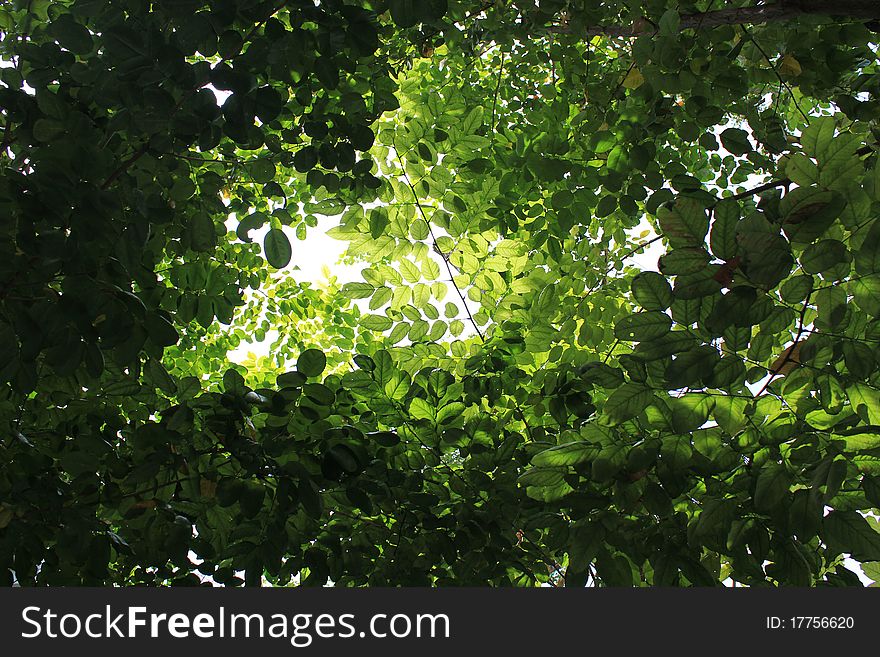 Light through the leaves, the picture is very beautiful. Light through the leaves, the picture is very beautiful.