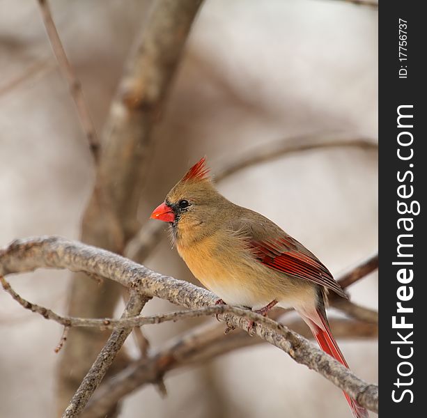 Female northern cardinal, Cardinalis cardinalis, perched on a tree branch