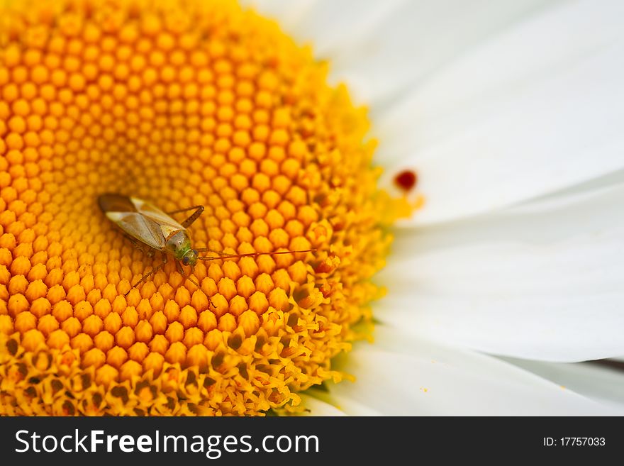 Small green bug on a large garden chamomile. Small green bug on a large garden chamomile.