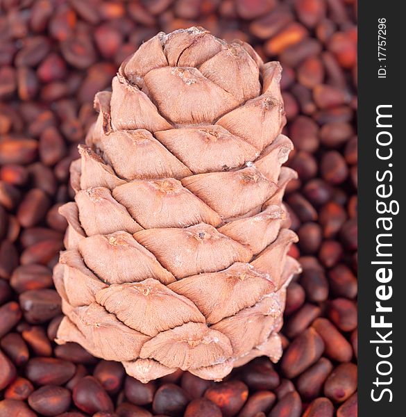 Cedar Cone