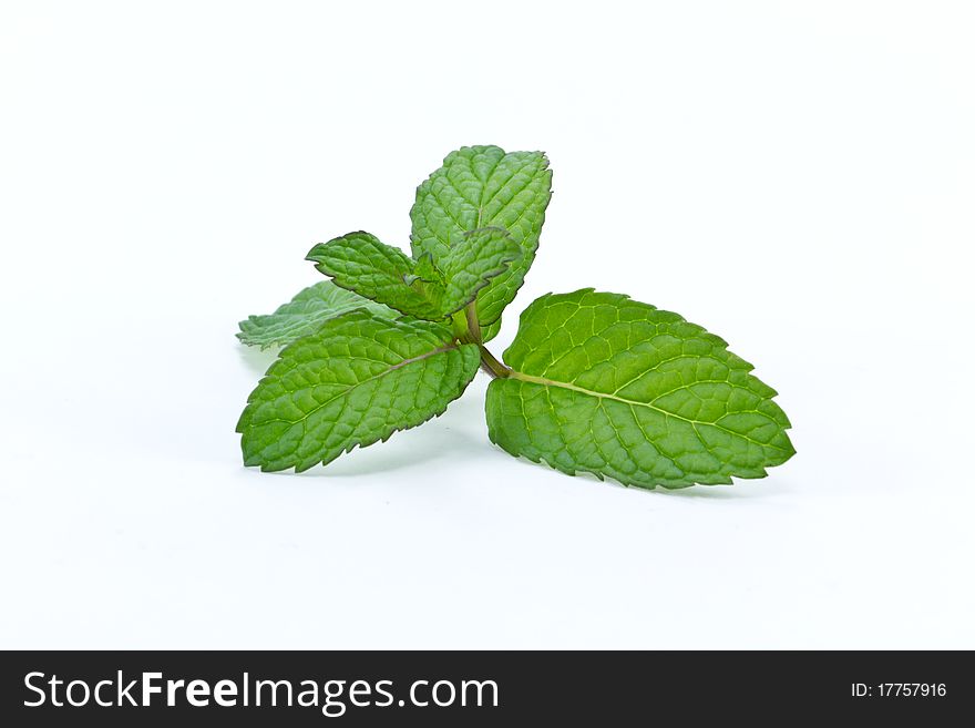 Closeup of various fresh mint leafs