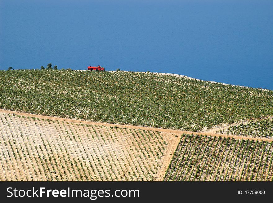 Red truck among fields of grapes