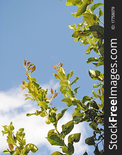 A view of a lemon tree with blue sky in the background. A view of a lemon tree with blue sky in the background